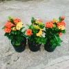 Cây Bông Trang Tàu 2 Màu Vàng Đỏ - Hoa Mẫu Đơn Tàu Giá Chỉ 45.000đ 8