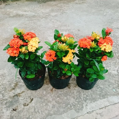 Cây Bông Trang Tàu 2 Màu Vàng Đỏ - Hoa Mẫu Đơn Tàu Giá Chỉ 45.000đ 8
