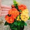 Cây Bông Trang Tàu 2 Màu Vàng Đỏ - Hoa Mẫu Đơn Tàu Giá Chỉ 45.000đ 9
