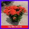 Cây Bông Trang Thái Hoa Đỏ - cây cảnh đẹp, chăm sóc dễ dàng, chỉ 35.000 VND