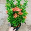 Cây Bông Trang Thái Hoa Đỏ - cây cảnh đẹp, chăm sóc dễ dàng, chỉ 35.000 VND 2