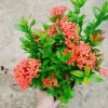 Cây Bông Trang Thái Hoa Đỏ - cây cảnh đẹp, chăm sóc dễ dàng, chỉ 35.000 VND 3