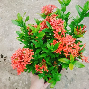 Cây Bông Trang Thái Hoa Đỏ - cây cảnh đẹp, chăm sóc dễ dàng, chỉ 35.000 VND 3 Cây Bông Trang Thái Hoa Đỏ - cây cảnh đẹp, chăm sóc dễ dàng, chỉ 35.000 VND 3