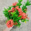 Cây Bông Trang Thái Hoa Đỏ - cây cảnh đẹp, chăm sóc dễ dàng, chỉ 35.000 VND 4