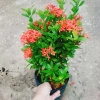 Cây Bông Trang Thái Hoa Đỏ - cây cảnh đẹp, chăm sóc dễ dàng, chỉ 35.000 VND 5