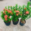 Cây Bông Trang Thái Hoa Đỏ - cây cảnh đẹp, chăm sóc dễ dàng, chỉ 35.000 VND 6