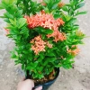 Cây Bông Trang Thái Hoa Đỏ - cây cảnh đẹp, chăm sóc dễ dàng, chỉ 35.000 VND 7
