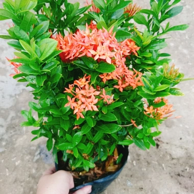 Cây Bông Trang Thái Hoa Đỏ - cây cảnh đẹp, chăm sóc dễ dàng, chỉ 35.000 VND