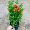 Cây Bông Trang Thái Hoa Đỏ - cây cảnh đẹp, chăm sóc dễ dàng, chỉ 35.000 VND 8
