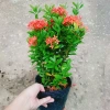 Cây Bông Trang Thái Hoa Đỏ - cây cảnh đẹp, chăm sóc dễ dàng, chỉ 35.000 VND 9