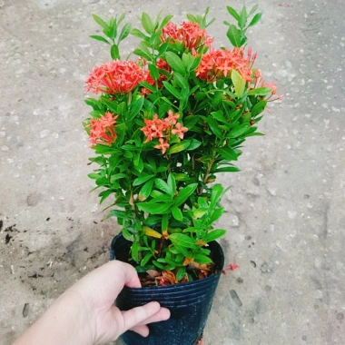 Cây Bông Trang Thái Hoa Đỏ - cây cảnh đẹp, chăm sóc dễ dàng, chỉ 35.000 VND