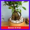 Cây Bonsai Si Nhật - Cây Cảnh Bonsai Giá Ưu Đãi 86.000₫, Dễ Trồng, Sống Xanh