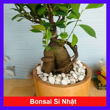 Cây Bonsai Si Nhật - Cây Cảnh Bonsai Giá Ưu Đãi 86.000₫, Dễ Trồng, Sống Xanh