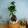 Cây Bonsai Si Nhật - Cây Cảnh Bonsai Giá Ưu Đãi 86.000₫, Dễ Trồng, Sống Xanh 2