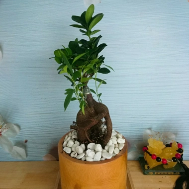 Cây Bonsai Si Nhật - Cây Cảnh Bonsai Giá Ưu Đãi 86.000₫, Dễ Trồng, Sống Xanh