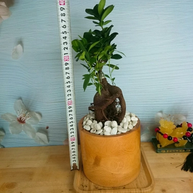 Cây Bonsai Si Nhật - Cây Cảnh Bonsai Giá Ưu Đãi 86.000₫, Dễ Trồng, Sống Xanh 3 Cây Bonsai Si Nhật - Cây Cảnh Bonsai Giá Ưu Đãi 86.000₫, Dễ Trồng, Sống Xanh 3