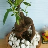 Cây Bonsai Si Nhật - Cây Cảnh Bonsai Giá Ưu Đãi 86.000₫, Dễ Trồng, Sống Xanh 4