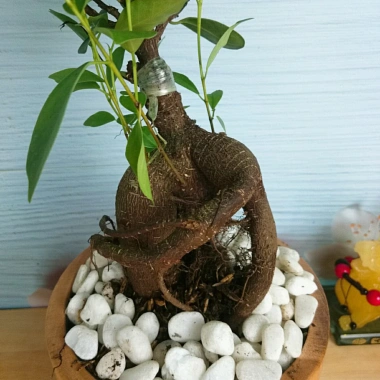 Cây Bonsai Si Nhật - Cây Cảnh Bonsai Giá Ưu Đãi 86.000₫, Dễ Trồng, Sống Xanh