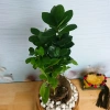 Cây Bonsai Si Nhật - Cây Cảnh Bonsai Giá Ưu Đãi 86.000₫, Dễ Trồng, Sống Xanh 5