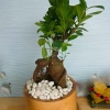 Cây Bonsai Si Nhật - Cây Cảnh Bonsai Giá Ưu Đãi 86.000₫, Dễ Trồng, Sống Xanh 6