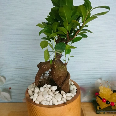 Cây Bonsai Si Nhật - Cây Cảnh Bonsai Giá Ưu Đãi 86.000₫, Dễ Trồng, Sống Xanh