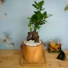 Cây Bonsai Si Nhật - Cây Cảnh Bonsai Giá Ưu Đãi 86.000₫, Dễ Trồng, Sống Xanh 7