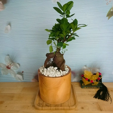 Cây Bonsai Si Nhật - Cây Cảnh Bonsai Giá Ưu Đãi 86.000₫, Dễ Trồng, Sống Xanh