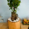 Cây Bonsai Si Nhật - Cây Cảnh Bonsai Giá Ưu Đãi 86.000₫, Dễ Trồng, Sống Xanh 8