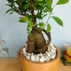Cây Bonsai Si Nhật - Cây Cảnh Bonsai Giá Ưu Đãi 86.000₫, Dễ Trồng, Sống Xanh 9