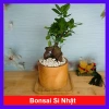 Cây Bonsai Si Nhật - Cây Cảnh Bonsai Giá Ưu Đãi 86.000₫, Dễ Trồng, Sống Xanh 10