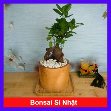 Cây Bonsai Si Nhật - Cây Cảnh Bonsai Giá Ưu Đãi 86.000₫, Dễ Trồng, Sống Xanh 10 Cây Bonsai Si Nhật - Cây Cảnh Bonsai Giá Ưu Đãi 86.000₫, Dễ Trồng, Sống Xanh 10