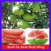 Cây bưởi da xanh ruột hồng – Trái ngọt thơm, giá 39.000đ, trồng trong vườn