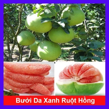 Cây bưởi da xanh ruột hồng – Trái ngọt thơm, giá 39.000đ, trồng trong vườn