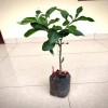 Cây bưởi da xanh ruột hồng – Trái ngọt thơm, giá 39.000đ, trồng trong vườn 2