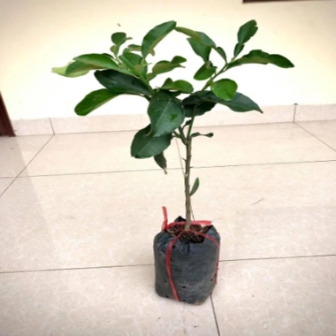 Cây bưởi da xanh ruột hồng – Trái ngọt thơm, giá 39.000đ, trồng trong vườn 2