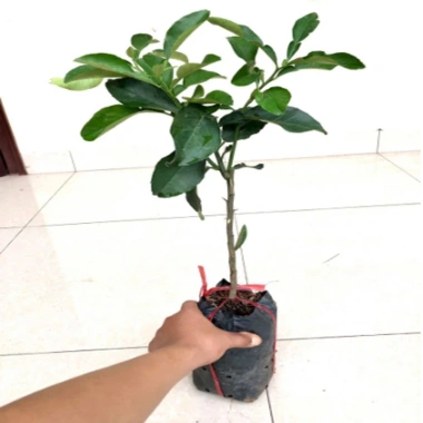 Cây bưởi da xanh ruột hồng – Trái ngọt thơm, giá 39.000đ, trồng trong vườn 3