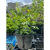 Cây Cà Ri Ấn Độ 20cm - Giá 45.000 VND, giảm giá, cây xanh nội thất tươi mát 3