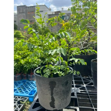Cây Cà Ri Ấn Độ 20cm - Giá 45.000 VND, giảm giá, cây xanh nội thất tươi mát