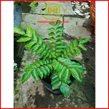 Cây cà ri Ấn Độ tăng hương vị món ăn, kèm phân bón 3 tháng - Minh Hân Garden 69.000đ