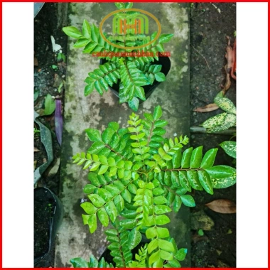 Cây cà ri Ấn Độ tăng hương vị món ăn, kèm phân bón 3 tháng - Minh Hân Garden 69.000đ