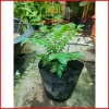 Cây cà ri Ấn Độ tăng hương vị món ăn, kèm phân bón 3 tháng - Minh Hân Garden 69.000đ 3