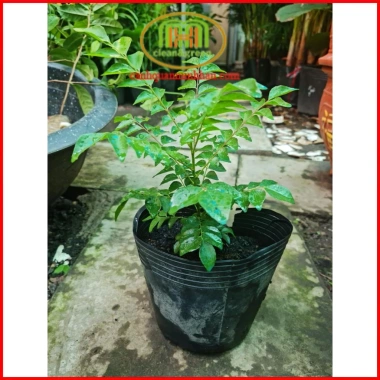 Cây cà ri Ấn Độ tăng hương vị món ăn, kèm phân bón 3 tháng - Minh Hân Garden 69.000đ 3 Cây cà ri Ấn Độ tăng hương vị món ăn, kèm phân bón 3 tháng - Minh Hân Garden 69.000đ 3