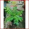 Cây cà ri Ấn Độ tăng hương vị món ăn, kèm phân bón 3 tháng - Minh Hân Garden 69.000đ 4