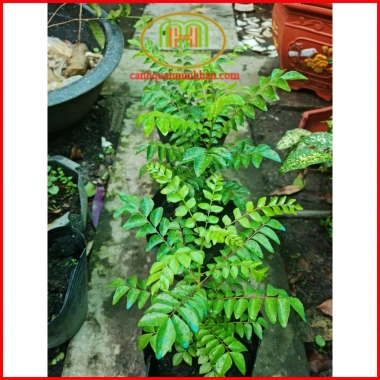 Cây cà ri Ấn Độ tăng hương vị món ăn, kèm phân bón 3 tháng - Minh Hân Garden 69.000đ