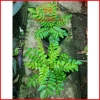 Cây cà ri Ấn Độ tăng hương vị món ăn, kèm phân bón 3 tháng - Minh Hân Garden 69.000đ 6