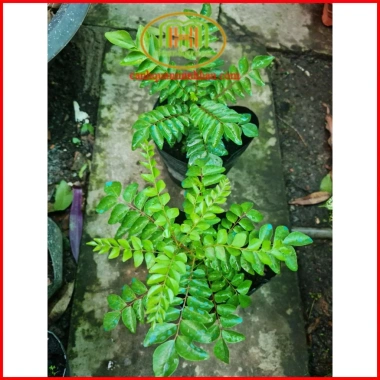 Cây cà ri Ấn Độ tăng hương vị món ăn, kèm phân bón 3 tháng - Minh Hân Garden 69.000đ