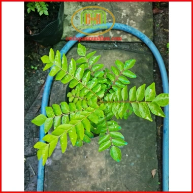 Cây cà ri Ấn Độ tăng hương vị món ăn, kèm phân bón 3 tháng - Minh Hân Garden 69.000đ