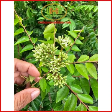 Cây cà ri Ấn Độ tăng hương vị món ăn, kèm phân bón 3 tháng - Minh Hân Garden 69.000đ