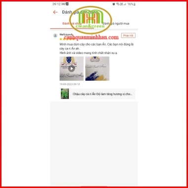 Cây cà ri Ấn Độ tăng hương vị món ăn, kèm phân bón 3 tháng - Minh Hân Garden 69.000đ