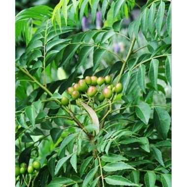 Cây cà ri lá dùng làm gia vị cao 25cm - 2 cây chỉ 80.000đ, tươi ngon, hương vị đậm